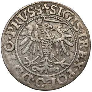Zygmunt I Stary, Grosz Elbląg 1539 - w prawo - PRVSS - rozeta
