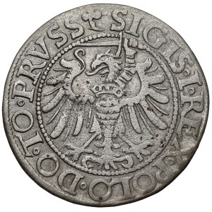Zygmunt I Stary, Grosz Elbląg 1539 - w lewo - PRVSS