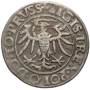 Zygmunt I Stary, Grosz Elbląg 1539 - w prawo - PRVSS - gwiazda