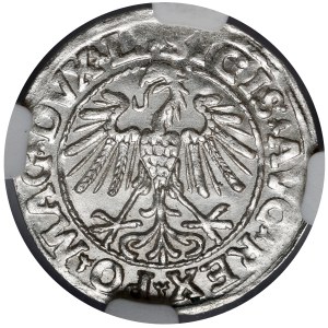 Zygmunt II August, Półgrosz Wilno 1547