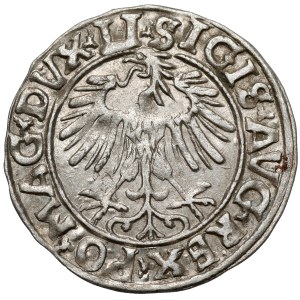 Sigismund II Augustus, Vilnius Half-Groschen, 1556 - LI
