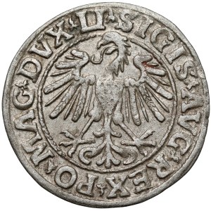 Sigismund II. August, Halbgroschen aus Vilnius, 1547