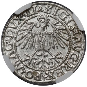 Sigismund II Augustus, Vilnius Half-Groschen, 1548 – Arabic