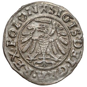 Zikmund I. Starý, šélag gdaňský 1539 - trojlístek