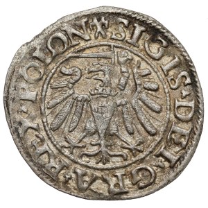 Sigismund I the Old, the Shelag of Gdansk 1538 - POLON