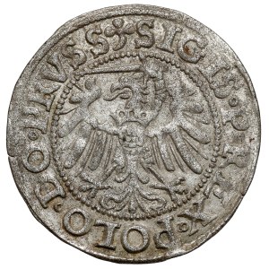 Sigismondo I il Vecchio, Elblag 1538 - raro