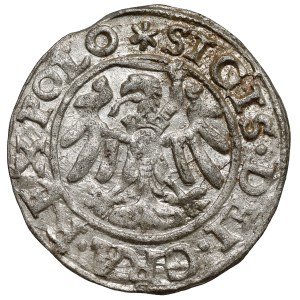Sigismund I the Old, Shellegrund Gdansk 1546 - large flower