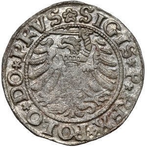 Zygmunt I Stary, Szeląg Elbląg 1532
