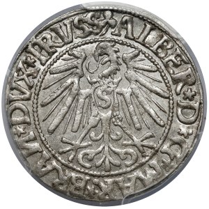 Prussia, Albrecht Hohenzollern, Grosz Königsberg 1545
