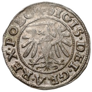 Sigismund I the Old, the Shelag of Gdansk 1538 - POLO