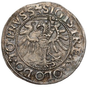 Sigismund I the Old, Penny Elblag 1539 - to the left