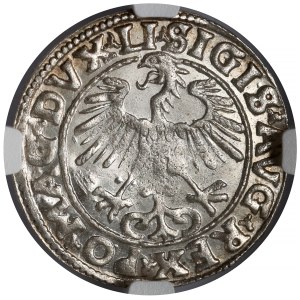 Sigismund II. Augustus, halber Pfennig Vilnius 1555