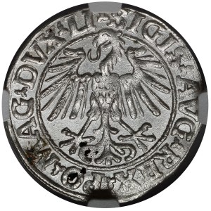 Sigismund II. Augustus, halber Pfennig Vilnius 1548