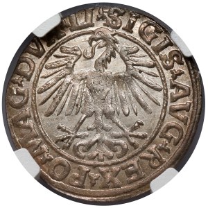 Sigismund II. Augustus, halber Pfennig Vilnius 1548