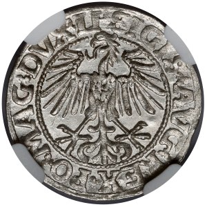 Sigismund II. Augustus, halber Pfennig Vilnius 1549