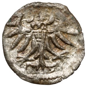 Zygmunt II August, Denar Elbląg 1557