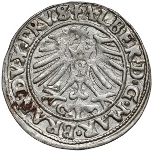 Prussia, Albrecht Hohenzollern, Königsberg penny 1548 - rare