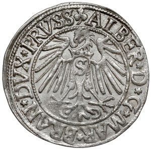 Prussia, Albrecht Hohenzollern, Königsberg penny 1542 - beautiful
