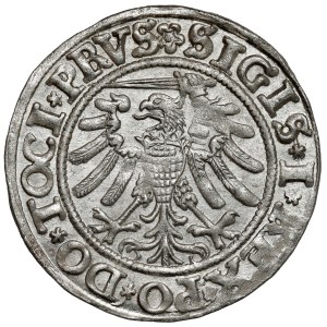 Sigismund I the Old, Penny Elblag 1533 - the first - BEAUTIFUL