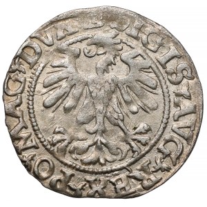 Zygmunt II August, Półgrosz Wilno 1560