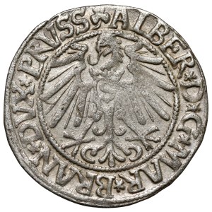 Preußen, Albrecht Hohenzollern, Grosz Königsberg 1545 - richtig N