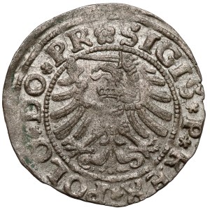 Sigismund I the Old, Elblag 1531