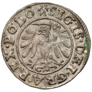 Sigismund I the Old, Shelrog Gdansk 1539 - decorative
