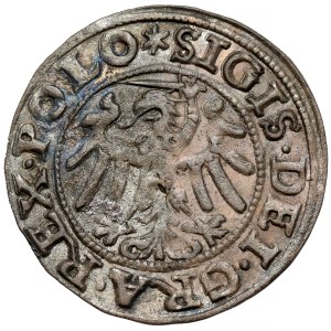 Zygmunt I Stary, Szeląg Gdańsk 1547 - gwiazdy