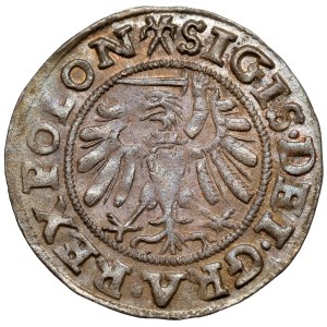 Sigismund I the Old, Shelrog Gdansk 1539 - simple - beautiful