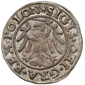 Sigismund I the Old, Szeląg Gdansk 1546