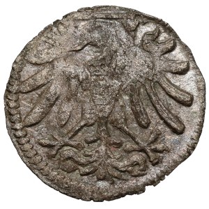 Sigismund I. der Alte, Elbląg Denar ohne Datum