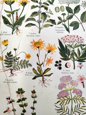 Johann Künzle - Herbal medicine - [ plates with 100 engravings of herbs], 1911r.