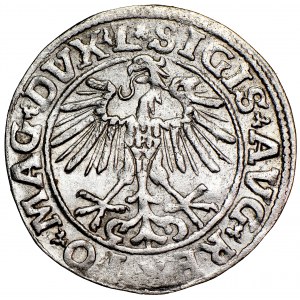 Poland, Sigismund Augustus, Lithuania, half-groszek 1551, men. Vilnius