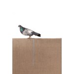Tadeusz Kantor (1915 Wielopole Skrzyńskie - 1990 Kraków), Canvas and Pigeon from the series Everything Hangs in the Balance, 1973