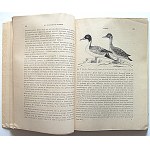KOŻUCHOWSKI JERZY. Wild ducks. W-wa 1951. state agricultural and forestry publishing house. Print. Krakowskie Zakł...