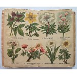 ATLASIKI KIESZONKOWE. ROŚLINY TATRZAŃSKIE I ALPEJSKIE. W-wa [1925]. Wyd. M. Arcta. Format 9/14 cm. s...