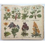 ATLASIKI KIESZONKOWE. ROŚLINY TATRZAŃSKIE I ALPEJSKIE. W-wa [1925]. Wyd. M. Arcta. Format 9/14 cm. s...