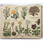 ATLASIKI KIESZONKOWE. ROŚLINY TATRZAŃSKIE I ALPEJSKIE. W-wa [1925]. Wyd. M. Arcta. Format 9/14 cm. s...