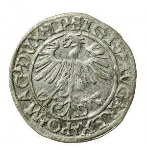 Sigismund II. Augustus, Halbpfennig 1560, Wilna - LI/LITVA (503)