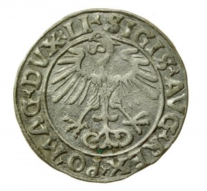 Zikmund II August, půlpenny 1556 Vilnius, LI / LITVA (504)