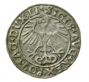 Sigismund II Augustus, Half-penny 1556 Vilnius, LI / LITVA (504)