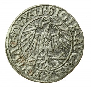 Sigismund II Augustus, Halbpfennig 1548, Wilna - LI/LITVA (507)