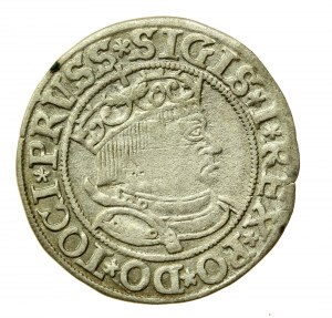 Sigismund I. der Alte, Pfennig 1533, Torun - PRUSS/PRUSSIE (511)