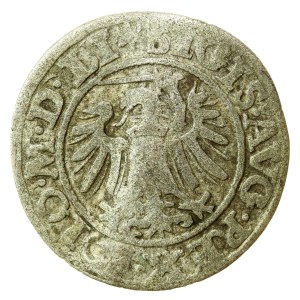 Sigismund II Augustus, Shelrogue 1549, Gdansk - rare (576)