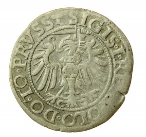 Sigismund I the Old, Grosz 1539 Elblag - PRVS, leaf right (584)