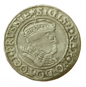 Sigismund I the Old, penny 1534, Torun - PRVSSIE/PRVSSIE (589)