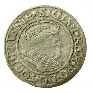 Sigismond Ier le Vieux, centime 1534, Toruń - PRVSSIE/PRVSSIE (589)