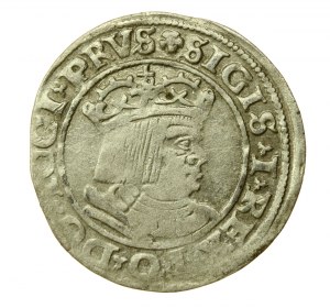 Sigismond Ier le Vieux, centime 1530, Toruń PRVS/PRVSS (591)