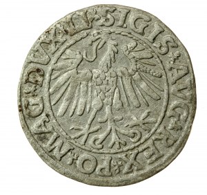 Zikmund II August, půlgroše 1547, Vilnius - LI/LITVA (722)