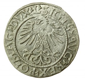 Sigismondo II Augusto, mezzo penny 1561, Vilnius - L/LITV (724)